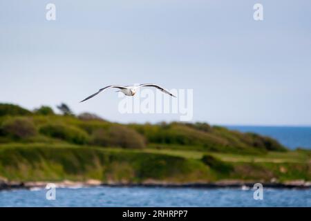 Une Mouette glaucescens (Larus glaucescens) en vol à Victoria, Colombie-Britannique, Canada Banque D'Images