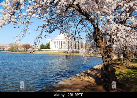 Les fleurs de cerisier fleurissent autour du Tidal Basin, encadrant le Jefferson Memorial à Washington, DC Banque D'Images