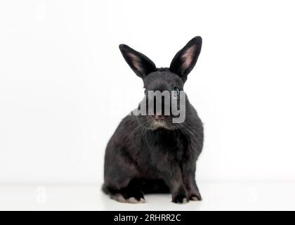 Un lapin nain noir de race mixte assis sur un fond blanc Banque D'Images