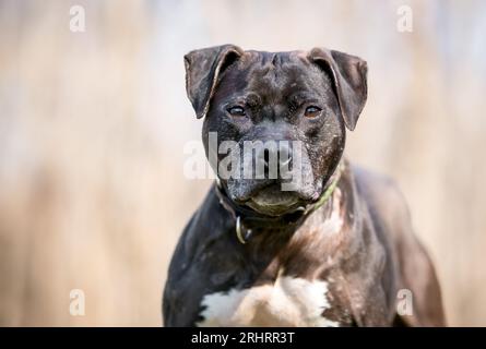 Chien de race mixte Pit Bull Terrier avec une fourrure grise sur le visage Banque D'Images