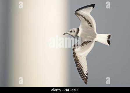 Kittiwake à pattes noires (Rissa tridactyla, Larus tridactyla), jeune kittiwake en vol, vue latérale, pays-Bas, pays-Bas du Nord Banque D'Images