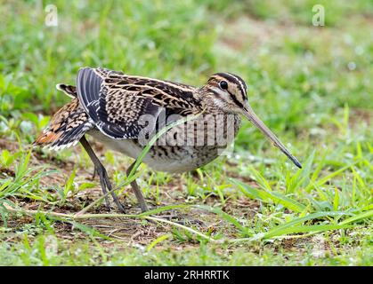 Snipe de Swinhoe (Gallinago megala), marche dans une prairie, vue latérale, Japon, Okinawa Banque D'Images