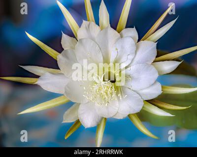 Night Blooming Cereus, Princess-de-la-nuit, reine-de-la-nuit (Selenicereus Grandiflorus), fleur Banque D'Images