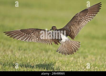 whimbrel ; whimbrel commun ; whimbrel eurasien (Numenius phaeopus), atterrissant dans un pré, vue arrière, pays-Bas, pays-Bas du Nord Banque D'Images