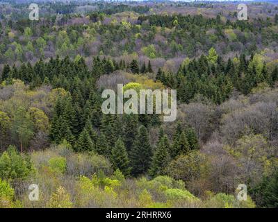 Vue sur la forêt de printemps depuis la tour Schoenbuch, Allemagne, Baden-Wuerttemberg, Naturpark Schoenbuch, Herrenberg Banque D'Images