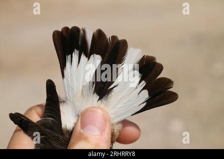 Bleuet de chypre (Oenanthe cypriaca), plumes de queue d'un mâle, Israël Banque D'Images