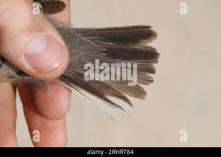 Paruline subalpine (Sylvia cantillans, Curruca cantillans), plumes de queue d'un mâle capturé pendant la migration printanière, Israël Banque D'Images