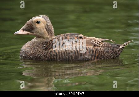 Eider à lunettes (Somateria fischeri), nageant le jeune drake en plumage immature, vue de côté, pays-Bas Banque D'Images