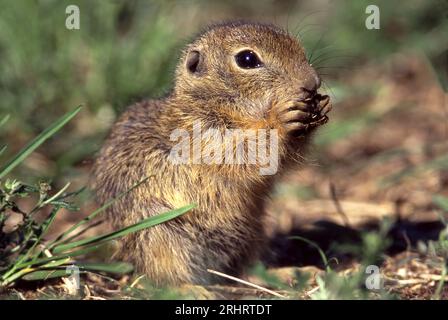 Écureuil terrestre européen, suslik européen, souslik européen (Citellus citellus, Spermophilus citellus), manger sur le sol, vue latérale, Autriche, Banque D'Images