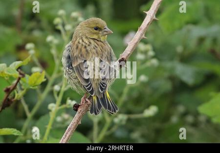 Finche verte de l'ouest (Carduelis chloris, Chloris chloris), perching juvénile dans un buisson de mûres, vue arrière, pays-Bas, pays-Bas du Nord Banque D'Images