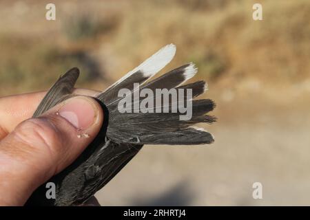 Paruline de chypre (Sylvia melanothorax), plumes de queue d'un mâle capturé pendant la migration printanière, Israël, Eilat Banque D'Images