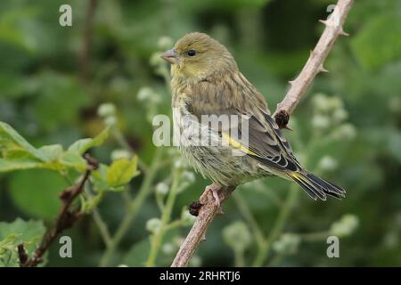 Finche verte de l'ouest (Carduelis chloris, Chloris chloris), perching juvénile dans un buisson de mûres, vue latérale, pays-Bas, pays-Bas du Nord Banque D'Images