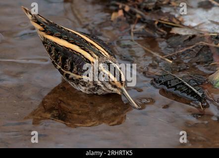 Jack snipe (Lymnocryptes minima, Lymnocryptes minimus), bon camouflé dans un ruisseau, boire, pays-Bas, Nord des pays-Bas Banque D'Images