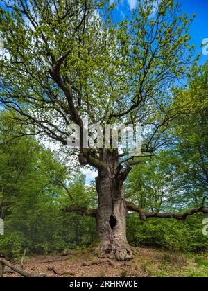 Chêne (Quercus spec.), chêne cheminée de 400 ans dans la forêt ancienne de Sababurg, Allemagne, Hesse, Reinhardswald Banque D'Images