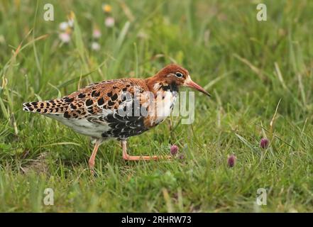 Ruff (Alidris pugnax, Philomachus pugnax), mâle adulte marchant dans l'herbe, vu de côté., pays-Bas, Nord des pays-Bas, Fisia occidentale Banque D'Images