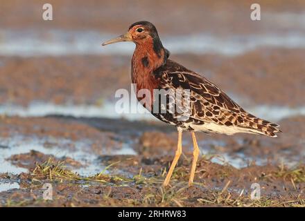 Ruff (Alidris pugnax, Philomachus pugnax), mâle adulte debout, vu de côté., pays-Bas, Nord des pays-Bas, Fisia occidentale Banque D'Images