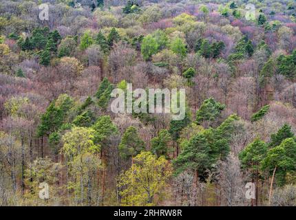 Vue sur la forêt de printemps depuis la tour Schoenbuch, Allemagne, Baden-Wuerttemberg, Naturpark Schoenbuch, Herrenberg Banque D'Images