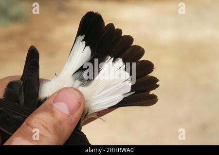 Bleuet de chypre (Oenanthe cypriaca), plumes de queue, Israël Banque D'Images