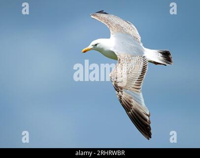 Goéland argenté (Larus argentatus), deuxième Goéland argentée européenne d'été en vol vue d'en haut, montrant des ailes supérieures, pays-Bas Banque D'Images