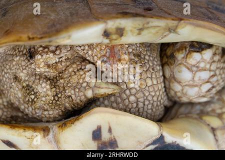 Tortue Hermanns, tortue grecque, tortue Boettgers (Testudo hermanni boettgeri), tortue bien protégée entre deux coquilles, détail, Croatie Banque D'Images