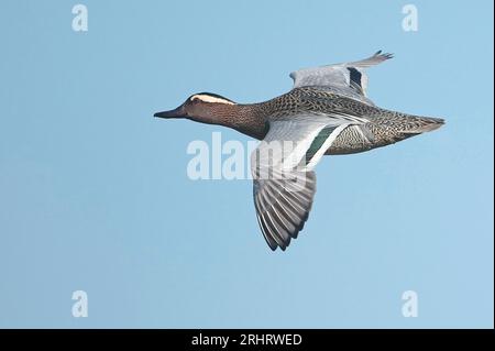 Garganey (Anas querquedula), mâle adulte en vol, vu de côté, volant vers la gauche, pays-Bas, pays-Bas du Nord Banque D'Images