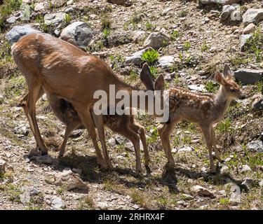 Photo de famille de cerfs mulets. Mère et faons dans la nature. L'une est allaitante Banque D'Images