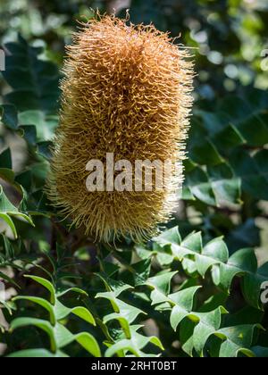 Bull Banksia (banksia grandis) sur le chemin de Toolbrunup Peak, Stirling Ranges National Park, Australie occidentale Banque D'Images