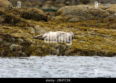 Phoques communs reposant sur la côte de Clayaquot Sound, sur la côte ouest de l'île de Vancouver au Canada. Banque D'Images