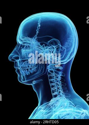 Os de la tête et du cou, illustration Banque D'Images