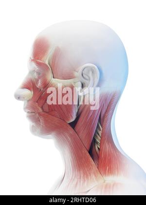 Muscles du visage et du cou, illustration Banque D'Images