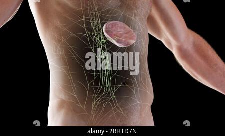 Système lymphatique, illustration Banque D'Images