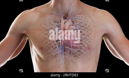 Système cardiovasculaire, illustration Banque D'Images