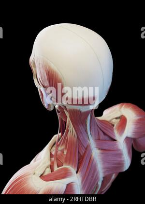 Muscles superficiels du cou, illustration Banque D'Images