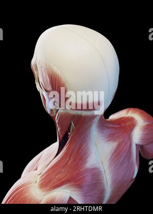Muscles de la tête et du haut du dos, illustration Banque D'Images