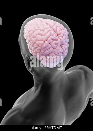 Cerveau masculin, illustration Banque D'Images