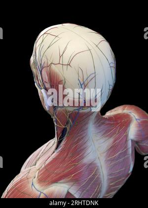 Muscles de la tête et du haut du dos, illustration Banque D'Images