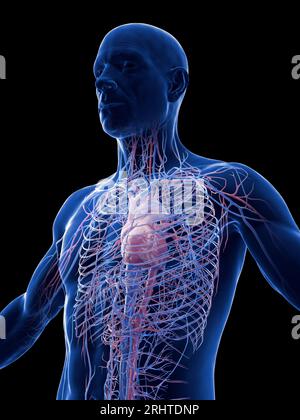 Système cardiovasculaire mâle, illustration Banque D'Images