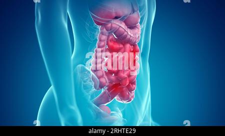 Organes abdominaux, illustration Banque D'Images