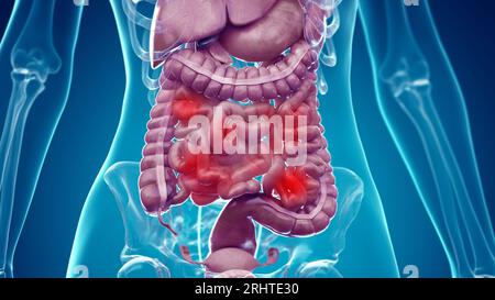 Organes abdominaux, illustration Banque D'Images