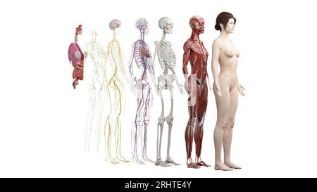 Systèmes d'anatomie humaine, illustration Banque D'Images