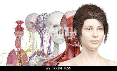 Systèmes d'anatomie humaine, illustration Banque D'Images