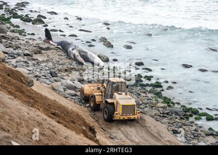 Côte des baleines échouées du Pérou. Plage de Punta Hermosa. Lima Banque D'Images
