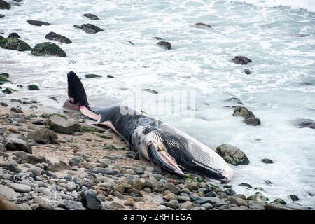 Côte des baleines échouées du Pérou. Plage de Punta Hermosa. Lima Banque D'Images