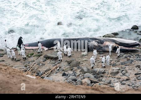 Côte des baleines échouées du Pérou. Plage de Punta Hermosa. Lima Banque D'Images