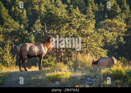 élans mâles et vache dans la forêt des montagnes rocheuses Banque D'Images