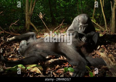 Un macaque à crête (Macaca nigra) repose sur le sol alors qu'il est soigné par un autre individu dans la forêt de Tangkoko, Sulawesi du Nord, en Indonésie. Un rapport récent d'une équipe de scientifiques dirigée par Marine Joly a révélé que la température augmente dans la forêt de Tangkoko et que l'abondance globale des fruits a diminué. « Entre 2012 et 2020, les températures ont augmenté jusqu’à 0,2 degrés Celsius par an dans la forêt, et l’abondance globale des fruits a diminué de 1 pour cent par an », ont-ils écrit dans International Journal of Primatology en juillet 2023. 'Dans un avenir plus chaud, ils (primates) devraient s'ajuster,... Banque D'Images