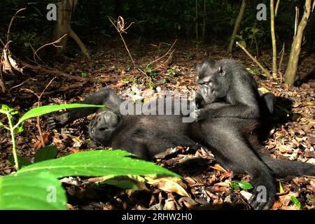 Un macaque à crête (Macaca nigra) repose sur le sol alors qu'il est soigné par un autre individu dans la forêt de Tangkoko, Sulawesi du Nord, en Indonésie. Un rapport récent d'une équipe de scientifiques dirigée par Marine Joly a révélé que la température augmente dans la forêt de Tangkoko et que l'abondance globale des fruits a diminué. « Entre 2012 et 2020, les températures ont augmenté jusqu’à 0,2 degrés Celsius par an dans la forêt, et l’abondance globale des fruits a diminué de 1 pour cent par an », ont-ils écrit dans International Journal of Primatology en juillet 2023. 'Dans un avenir plus chaud, ils (primates) devraient s'ajuster,... Banque D'Images