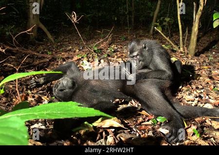 Un macaque à crête (Macaca nigra) repose sur le sol alors qu'il est soigné par un autre individu dans la forêt de Tangkoko, Sulawesi du Nord, en Indonésie. Un rapport récent d'une équipe de scientifiques dirigée par Marine Joly a révélé que la température augmente dans la forêt de Tangkoko et que l'abondance globale des fruits a diminué. « Entre 2012 et 2020, les températures ont augmenté jusqu’à 0,2 degrés Celsius par an dans la forêt, et l’abondance globale des fruits a diminué de 1 pour cent par an », ont-ils écrit dans International Journal of Primatology en juillet 2023. 'Dans un avenir plus chaud, ils (primates) devraient s'ajuster,... Banque D'Images