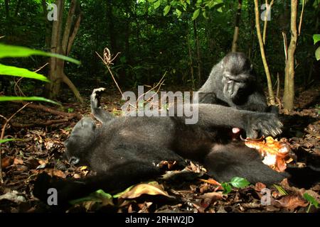 Un macaque à crête (Macaca nigra) repose sur le sol alors qu'il est soigné par un autre individu dans la forêt de Tangkoko, Sulawesi du Nord, en Indonésie. Un rapport récent d'une équipe de scientifiques dirigée par Marine Joly a révélé que la température augmente dans la forêt de Tangkoko et que l'abondance globale des fruits a diminué. « Entre 2012 et 2020, les températures ont augmenté jusqu’à 0,2 degrés Celsius par an dans la forêt, et l’abondance globale des fruits a diminué de 1 pour cent par an », ont-ils écrit dans International Journal of Primatology en juillet 2023. 'Dans un avenir plus chaud, ils (primates) devraient s'ajuster,... Banque D'Images