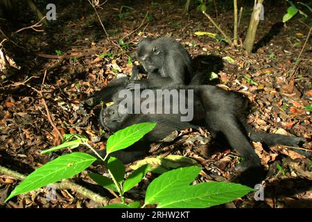 Un macaque à crête (Macaca nigra) repose sur le sol alors qu'il est soigné par un autre individu dans la forêt de Tangkoko, Sulawesi du Nord, en Indonésie. Un rapport récent d'une équipe de scientifiques dirigée par Marine Joly a révélé que la température augmente dans la forêt de Tangkoko et que l'abondance globale des fruits a diminué. « Entre 2012 et 2020, les températures ont augmenté jusqu’à 0,2 degrés Celsius par an dans la forêt, et l’abondance globale des fruits a diminué de 1 pour cent par an », ont-ils écrit dans International Journal of Primatology en juillet 2023. 'Dans un avenir plus chaud, ils (primates) devraient s'ajuster,... Banque D'Images